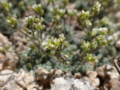 Draba breweri