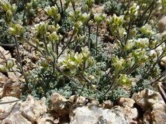 Draba breweri