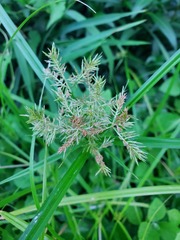 Cyperus digitatus