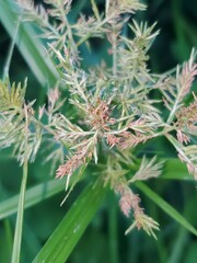 Cyperus digitatus