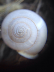 Micrarionta rufocincta