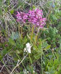 Pedicularis sudetica