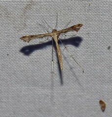 Stenoptilodes taprobanes