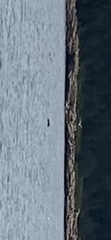 Phocoena phocoena
