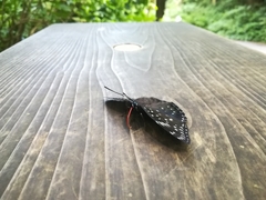 Dichorragia nesimachus