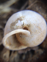 Micrarionta rufocincta