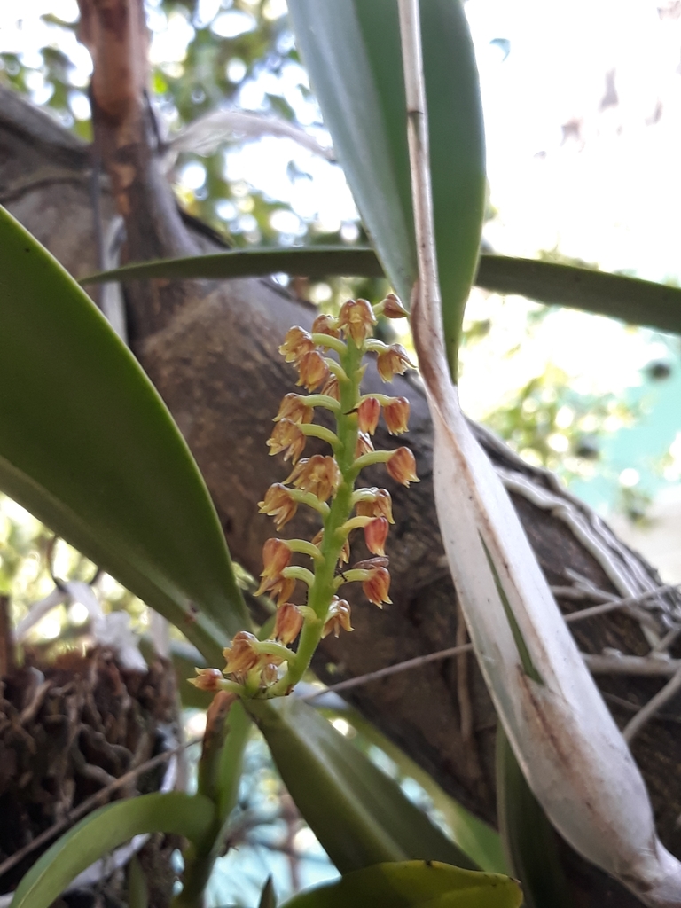 Polystachya lineata