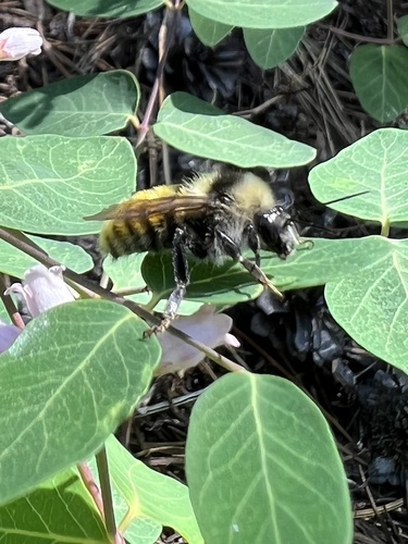 iNaturalist observation photo of White-shouldered Bumble Bee