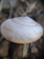 Micrarionta rufocincta