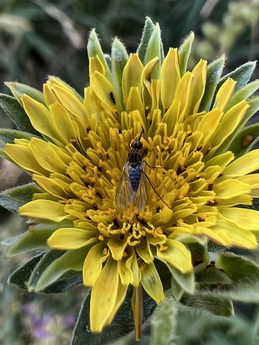 iNaturalist observation photo of Bee Flies