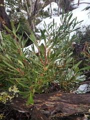 Tasmannia xerophila