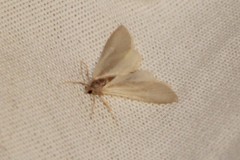 Acentria ephemerella