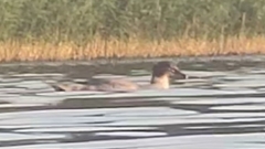 Mergus merganser