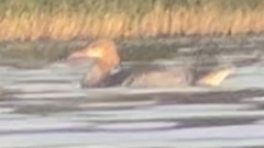 Mergus merganser