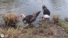 Cairina moschata domestica