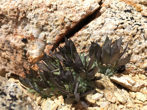 Daggerpod (Anelsonia eurycarpa)