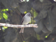 Contopus cinereus