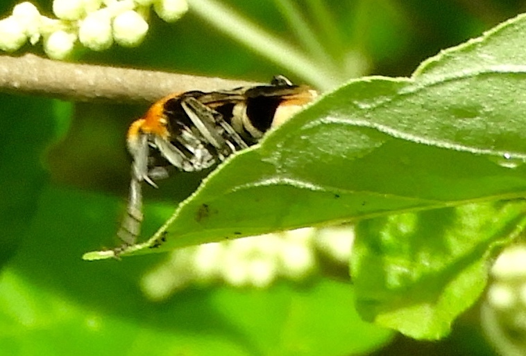 Psorthaspis formosa