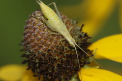 Oecanthus quadripunctatus