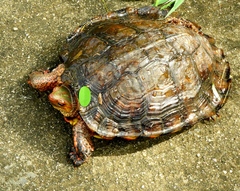 Rhinoclemmys pulcherrima rogerbarbouri