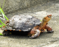 Rhinoclemmys pulcherrima rogerbarbouri