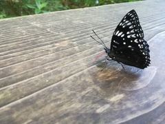 Dichorragia nesimachus