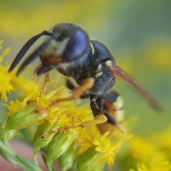 Philanthus triangulum