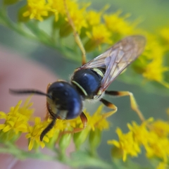 Philanthus triangulum