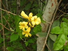 Adenocalymma inundatum