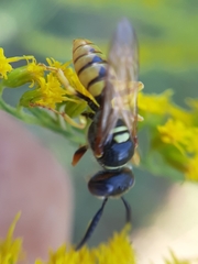 Philanthus triangulum