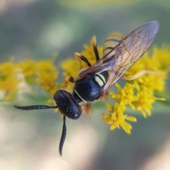 Philanthus triangulum