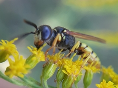 Philanthus triangulum