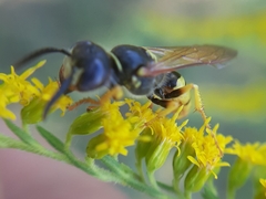 Philanthus triangulum