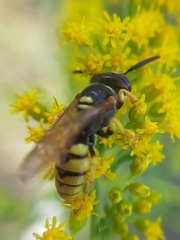 Philanthus triangulum