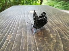 Dichorragia nesimachus