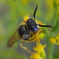 Philanthus triangulum