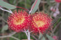 Eucalyptus caesia