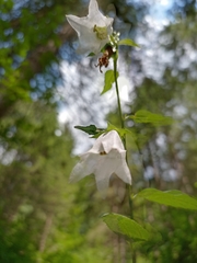 Campanula latifolia