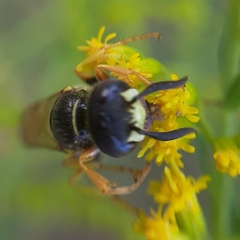 Philanthus triangulum