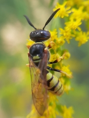 Philanthus triangulum