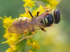 Philanthus triangulum