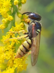 Philanthus triangulum