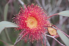 Eucalyptus caesia