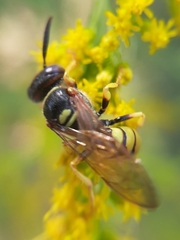 Philanthus triangulum
