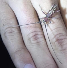 Ambonus distinctus