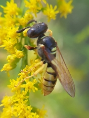 Philanthus triangulum