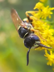 Philanthus triangulum