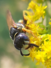 Philanthus triangulum