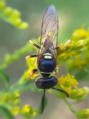 Philanthus triangulum