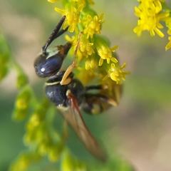 Philanthus triangulum